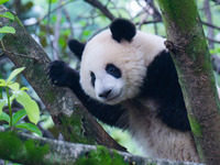 Giant panda Mang Cancan climbs a tree at Chongqing Zoo in Chongqing, China, on October 13, 2024. (