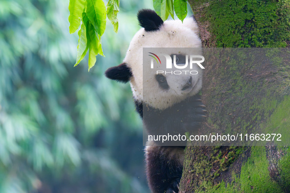 Giant panda Mang Cancan climbs a tree at Chongqing Zoo in Chongqing, China, on October 13, 2024. 