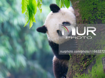 Giant panda Mang Cancan climbs a tree at Chongqing Zoo in Chongqing, China, on October 13, 2024. (