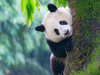 Giant panda Mang Cancan climbs a tree at Chongqing Zoo in Chongqing, China, on October 13, 2024. (