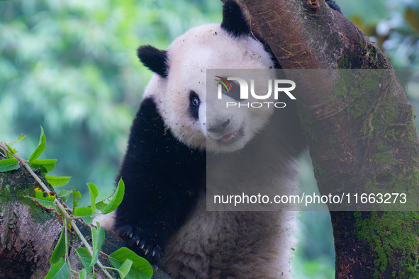 Giant panda Mang Cancan climbs a tree at Chongqing Zoo in Chongqing, China, on October 13, 2024. 