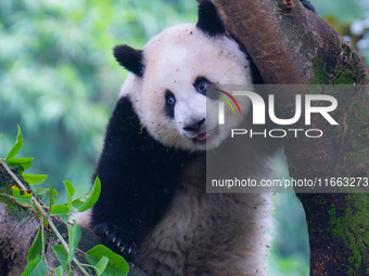 Giant panda Mang Cancan climbs a tree at Chongqing Zoo in Chongqing, China, on October 13, 2024. (