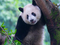 Giant panda Mang Cancan climbs a tree at Chongqing Zoo in Chongqing, China, on October 13, 2024. (