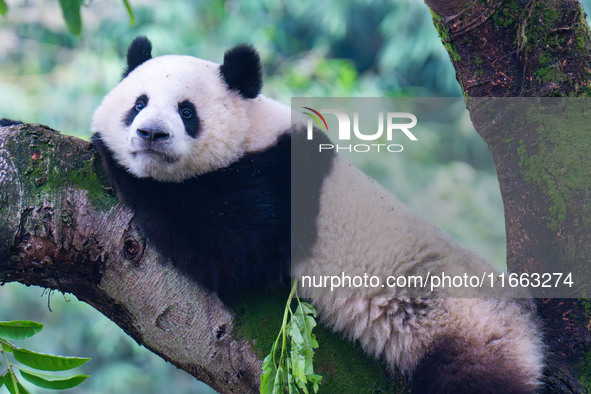 Giant panda Mang Cancan climbs a tree at Chongqing Zoo in Chongqing, China, on October 13, 2024. 