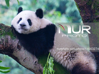 Giant panda Mang Cancan climbs a tree at Chongqing Zoo in Chongqing, China, on October 13, 2024. (