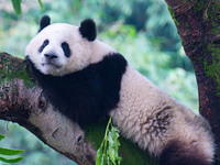 Giant panda Mang Cancan climbs a tree at Chongqing Zoo in Chongqing, China, on October 13, 2024. (