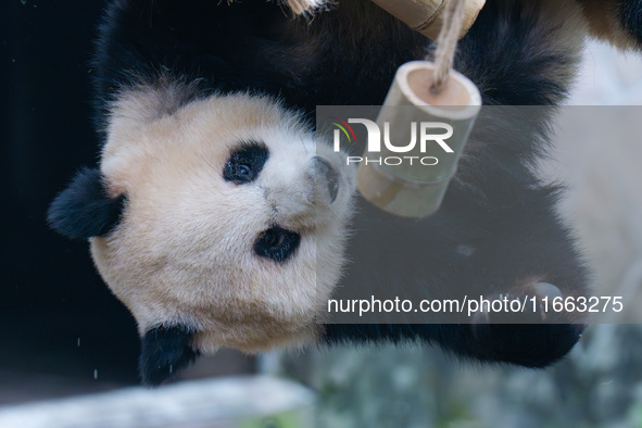 Giant panda Yu Ai plays with a bamboo tube at Chongqing Zoo in Chongqing, China, on October 13, 2024. 