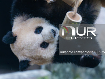 Giant panda Yu Ai plays with a bamboo tube at Chongqing Zoo in Chongqing, China, on October 13, 2024. (