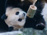 Giant panda Yu Ai plays with a bamboo tube at Chongqing Zoo in Chongqing, China, on October 13, 2024. (