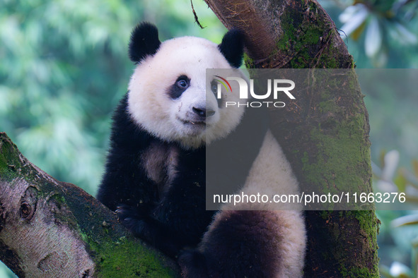 Giant panda Mang Cancan climbs a tree at Chongqing Zoo in Chongqing, China, on October 13, 2024. 