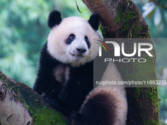 Giant panda Mang Cancan climbs a tree at Chongqing Zoo in Chongqing, China, on October 13, 2024. (