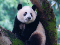 Giant panda Mang Cancan climbs a tree at Chongqing Zoo in Chongqing, China, on October 13, 2024. (