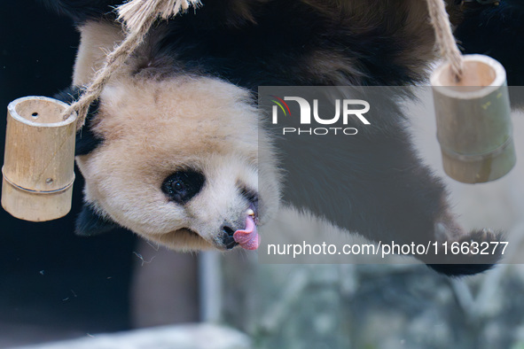 Giant panda Yu Ai plays with a bamboo tube at Chongqing Zoo in Chongqing, China, on October 13, 2024. 