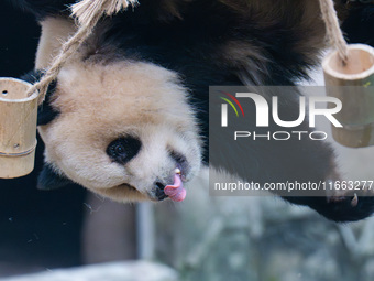 Giant panda Yu Ai plays with a bamboo tube at Chongqing Zoo in Chongqing, China, on October 13, 2024. (