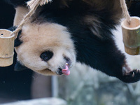 Giant panda Yu Ai plays with a bamboo tube at Chongqing Zoo in Chongqing, China, on October 13, 2024. (