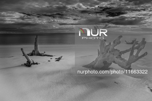 The ''Boneyard Beach'' area is located below the ''Bluffs''. Sea erosion causes the dune cliff to erode and spill trees onto the beach below...