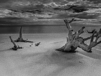 The ''Boneyard Beach'' area is located below the ''Bluffs''. Sea erosion causes the dune cliff to erode and spill trees onto the beach below...