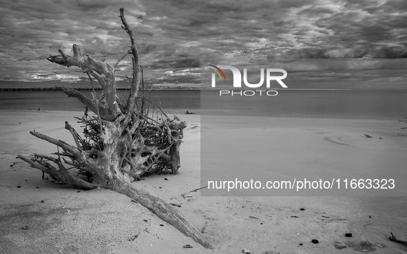 The ''Boneyard Beach'' area is located below the ''Bluffs''. Sea erosion causes the dune cliff to erode and spill trees onto the beach below...