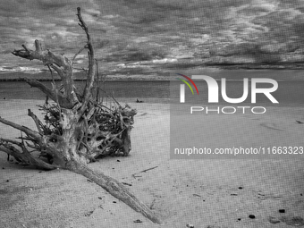 The ''Boneyard Beach'' area is located below the ''Bluffs''. Sea erosion causes the dune cliff to erode and spill trees onto the beach below...