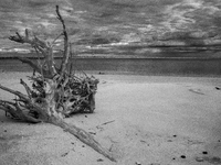 The ''Boneyard Beach'' area is located below the ''Bluffs''. Sea erosion causes the dune cliff to erode and spill trees onto the beach below...