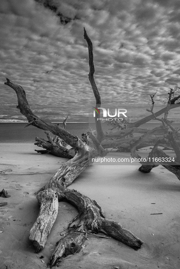 The ''Boneyard Beach'' area is located below the ''Bluffs''. Sea erosion causes the dune cliff to erode and spill trees onto the beach below...