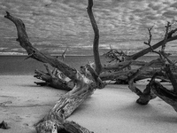 The ''Boneyard Beach'' area is located below the ''Bluffs''. Sea erosion causes the dune cliff to erode and spill trees onto the beach below...