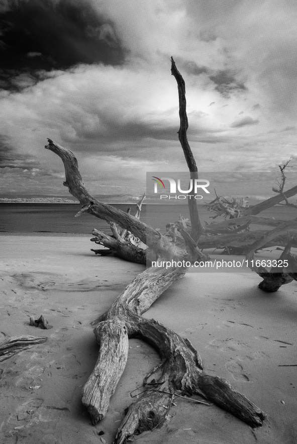 The ''Boneyard Beach'' area is located below the ''Bluffs''. Sea erosion causes the dune cliff to erode and spill trees onto the beach below...