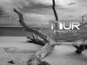 The ''Boneyard Beach'' area is located below the ''Bluffs''. Sea erosion causes the dune cliff to erode and spill trees onto the beach below...