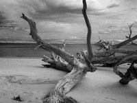 The ''Boneyard Beach'' area is located below the ''Bluffs''. Sea erosion causes the dune cliff to erode and spill trees onto the beach below...