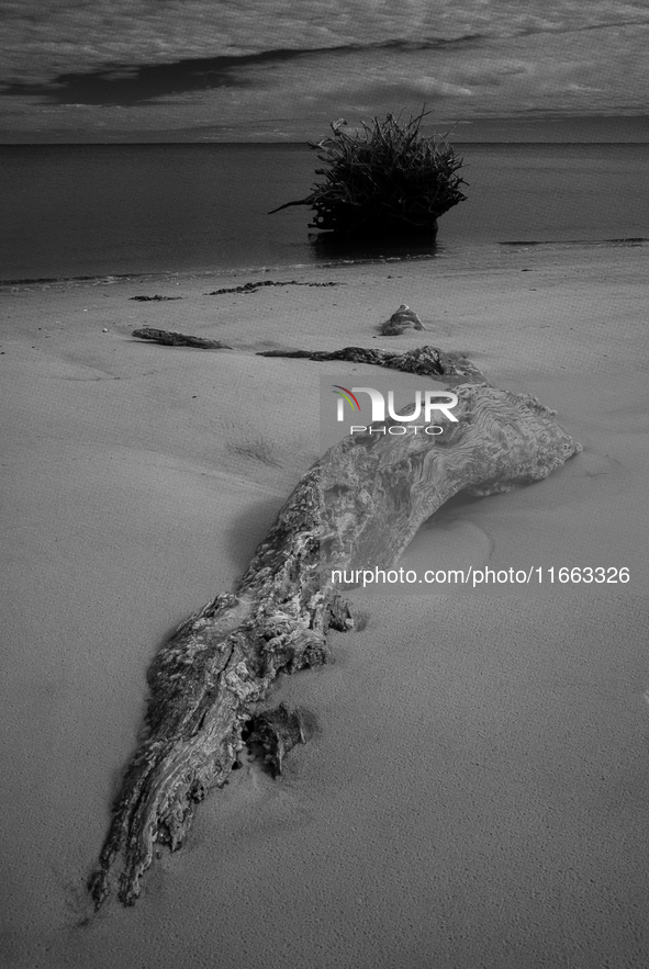 The ''Boneyard Beach'' area is located below the ''Bluffs''. Sea erosion causes the dune cliff to erode and spill trees onto the beach below...