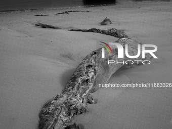 The ''Boneyard Beach'' area is located below the ''Bluffs''. Sea erosion causes the dune cliff to erode and spill trees onto the beach below...