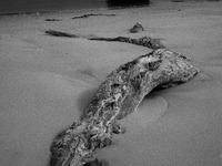 The ''Boneyard Beach'' area is located below the ''Bluffs''. Sea erosion causes the dune cliff to erode and spill trees onto the beach below...