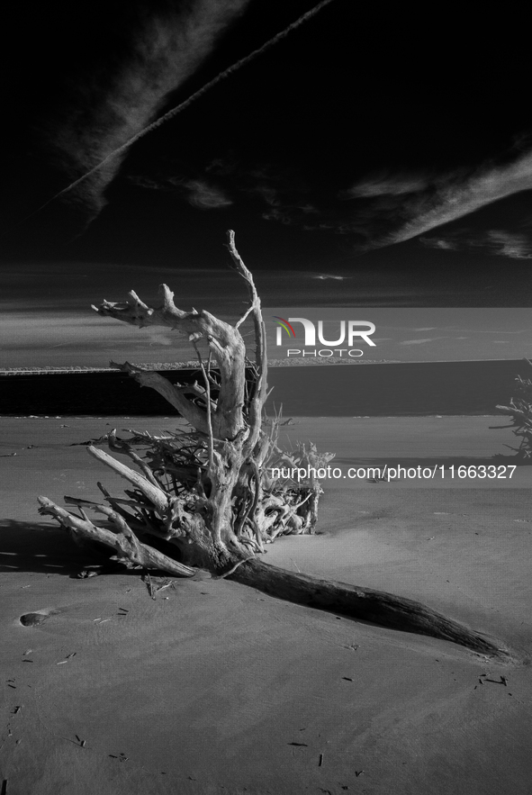 The ''Boneyard Beach'' area is located below the ''Bluffs''. Sea erosion causes the dune cliff to erode and spill trees onto the beach below...