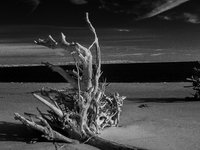 The ''Boneyard Beach'' area is located below the ''Bluffs''. Sea erosion causes the dune cliff to erode and spill trees onto the beach below...