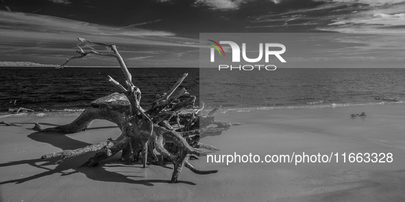 The ''Boneyard Beach'' area is located below the ''Bluffs''. Sea erosion causes the dune cliff to erode and spill trees onto the beach below...