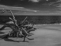 The ''Boneyard Beach'' area is located below the ''Bluffs''. Sea erosion causes the dune cliff to erode and spill trees onto the beach below...