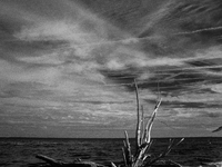 The ''Boneyard Beach'' area is located below the ''Bluffs''. Sea erosion causes the dune cliff to erode and spill trees onto the beach below...