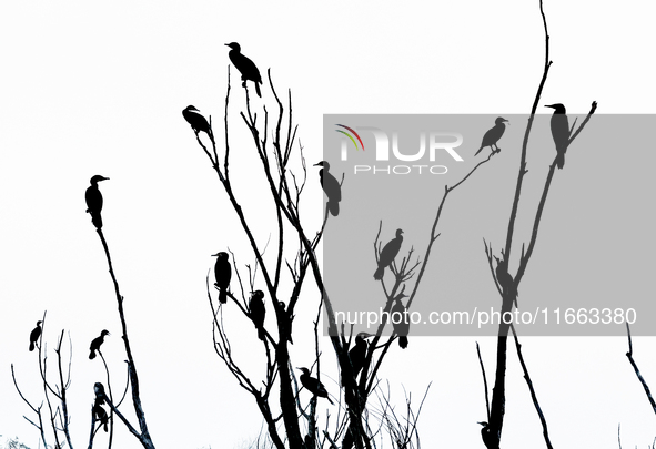 Migratory birds rest on a tree branch in the Qiachuan Wetland of the Yellow River in Weinan, China, on October 13, 2024. 