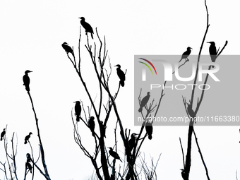 Migratory birds rest on a tree branch in the Qiachuan Wetland of the Yellow River in Weinan, China, on October 13, 2024. (