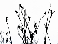 Migratory birds rest on a tree branch in the Qiachuan Wetland of the Yellow River in Weinan, China, on October 13, 2024. (