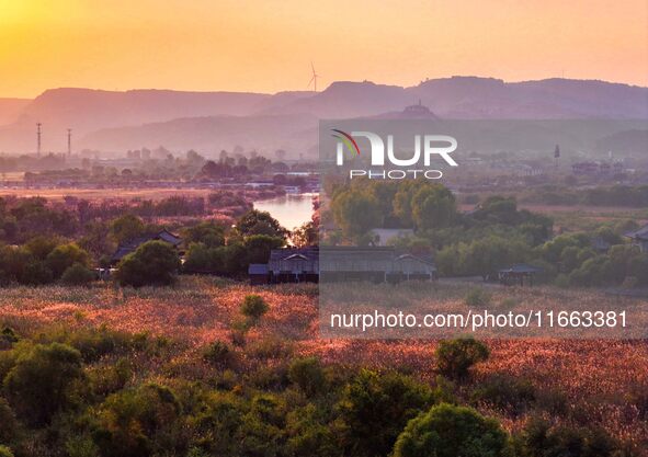 In Weinan, China, on October 13, 2024, the photo shows the Qiachuan wetland in the Yellow River in Weinan city, Shaanxi province, China. 