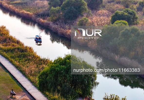 In Weinan, China, on October 13, 2024, the photo shows the Qiachuan wetland in the Yellow River in Weinan city, Shaanxi province, China. 