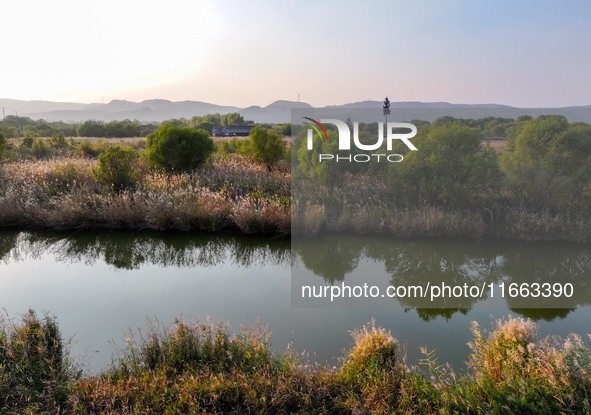 In Weinan, China, on October 13, 2024, the photo shows the Qiachuan wetland in the Yellow River in Weinan city, Shaanxi province, China. 