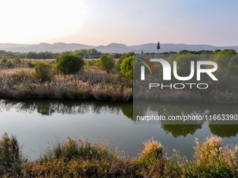 In Weinan, China, on October 13, 2024, the photo shows the Qiachuan wetland in the Yellow River in Weinan city, Shaanxi province, China. (