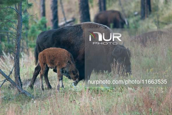 The American Bison, called ''Tatanka'' by the Native American Tribes of the West, is the largest free-roaming mammal in the United States, w...