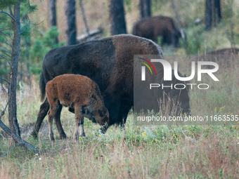 The American Bison, called ''Tatanka'' by the Native American Tribes of the West, is the largest free-roaming mammal in the United States, w...