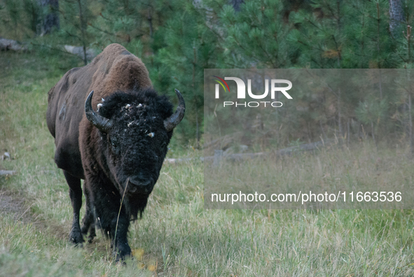 The American Bison, called ''Tatanka'' by the Native American Tribes of the West, is the largest free-roaming mammal in the United States, w...