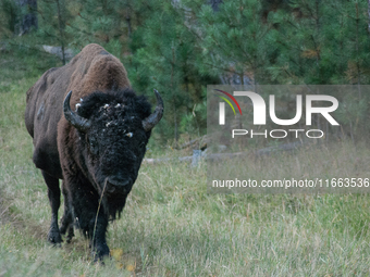 The American Bison, called ''Tatanka'' by the Native American Tribes of the West, is the largest free-roaming mammal in the United States, w...