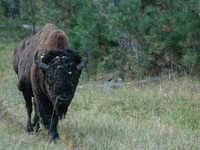 The American Bison, called ''Tatanka'' by the Native American Tribes of the West, is the largest free-roaming mammal in the United States, w...