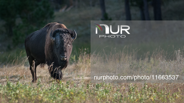 The American Bison, called ''Tatanka'' by the Native American Tribes of the West, is the largest free-roaming mammal in the United States, w...